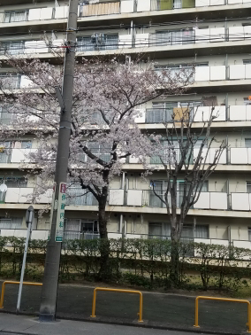 sakura